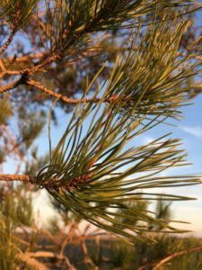 pine needles against a blue sky