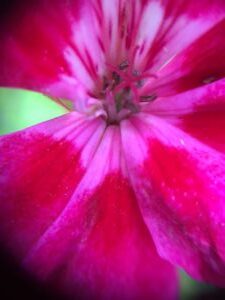Macro shot of a hot pink geranium